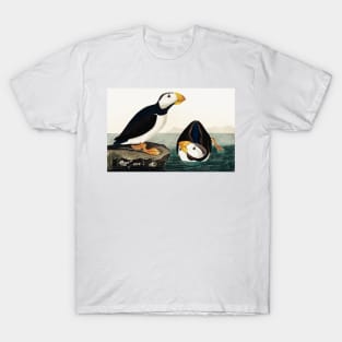 Bird of America  Bird, bird lover, america, beautiful  Public domain painting by John James Audubon T-Shirt